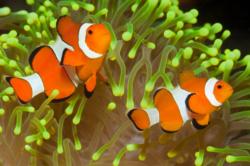 Berikut Harga Jual Ikan Hias Clownfish di Jogja Terkini