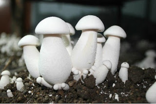 mushroom farming in india