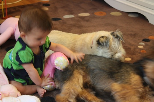 puppies 048