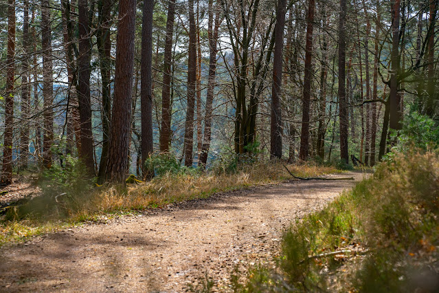 Auerochsentour - St. Martin | Wandern mit Kindern | Südliche Weinstraße | Erlebnisland 15