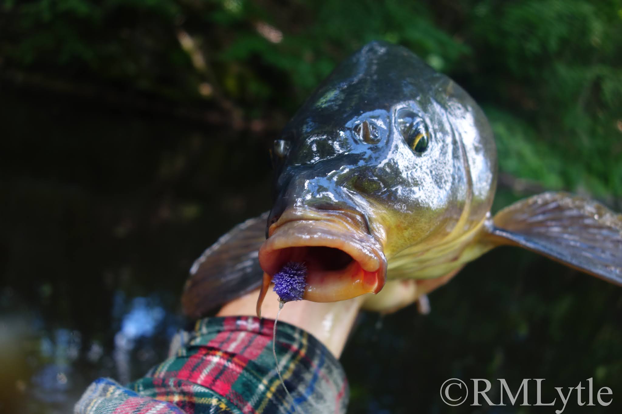 Connecticut Fly Angler: Decoding the Carp Berry Bite