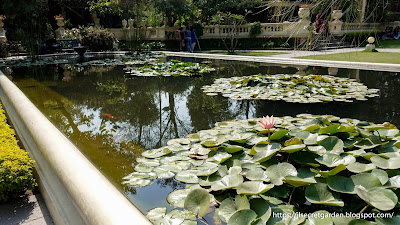Kathmandu Garden of Dreams botanical art flower types water lilies