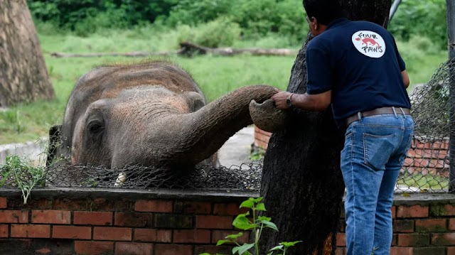 'Gajah Paling Kesepian Di Dunia' Yang Akan Diselamatkan Dari Kebun Binatang Tidak Terkenal