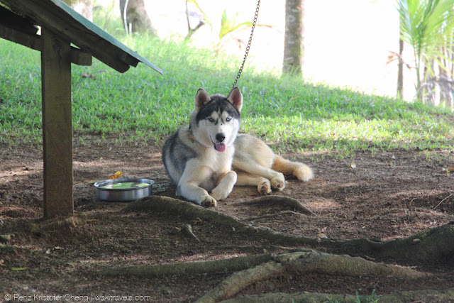 Not so sure if Siberian Husky