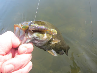 potomac smallmouth