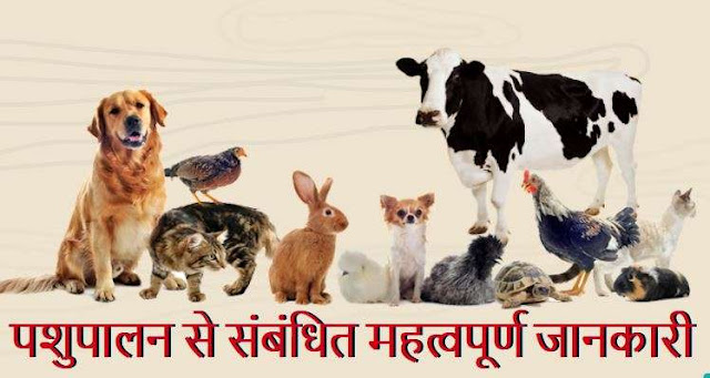 Important Information Related to Animal Husbandry