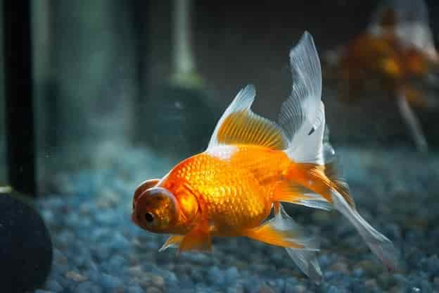 Diseases of goldfish