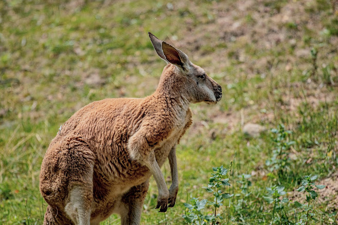 Kangaroo conservation efforts and initiatives