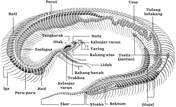 Struktur dan Fungsi Tubuh Reptilia Mikirbae com