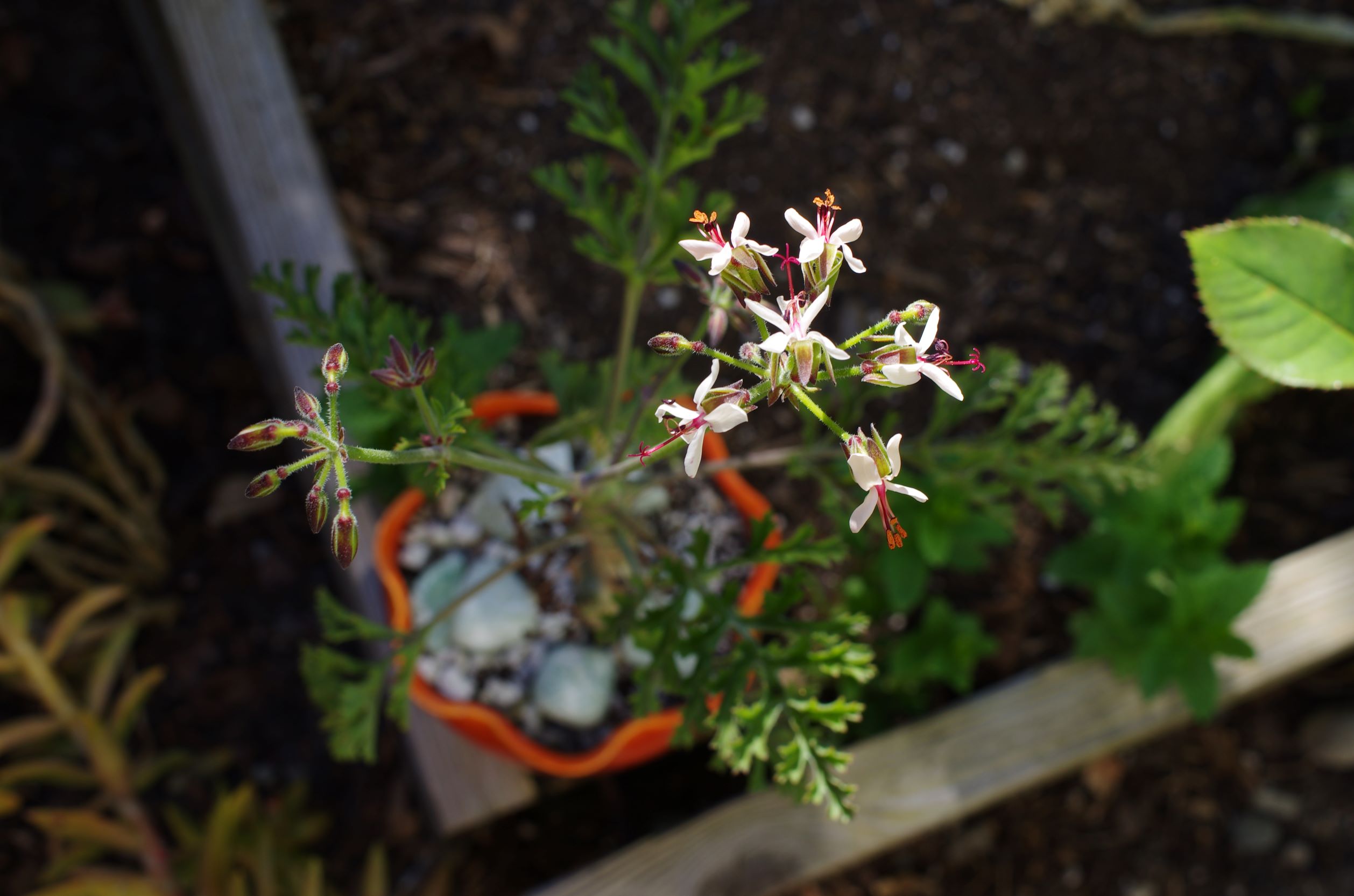 Pelargonium ferulaceum