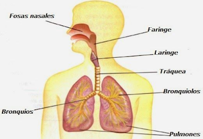 https://cienciasnaturales.didactalia.net/recurso/aparato-respiratorio-primaria/918260d6-d8f7-442e-95ab-e9de0410f2be