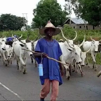 Stop Igbo Governors From Driving Away Fulani Herdsmen – Northern Groups Tell PMB