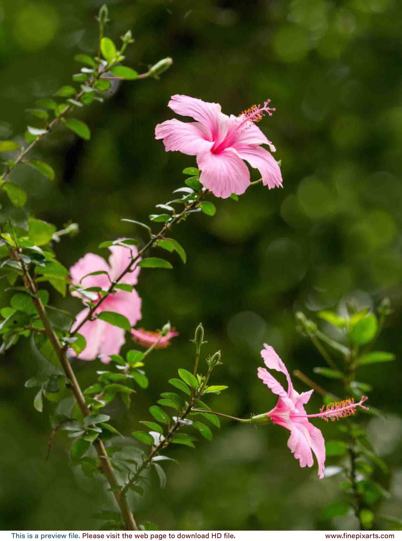 Hibiscus flower pink 00003