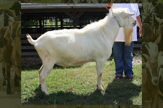 goat for Bakra Eid Qurbani