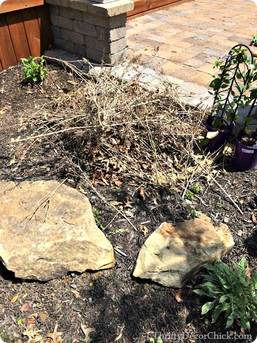 pruning butterfly bush