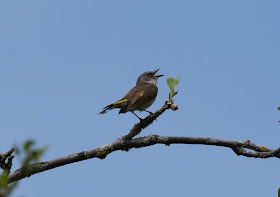 American Redstart - Shumsky Road, Michigan, USA