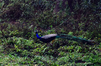 Peacock at chitwan National Park