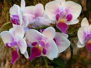 Phalaenopsis Sogo Jessica - Phalaenopsis Liu's Twilight Rainbow x Phalaenopsis Sogo Rostris