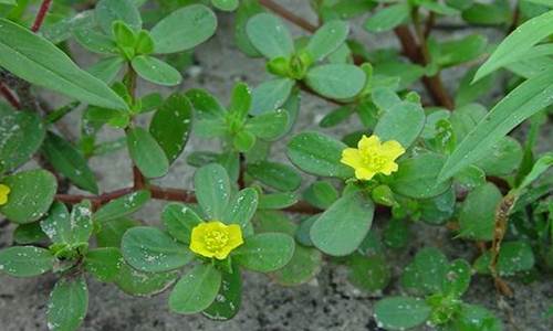 Vitamin Burung Manfaat Daun Flora Krokot Untuk Burung Kenari, Burung Pleci Dan Burung Lovebird