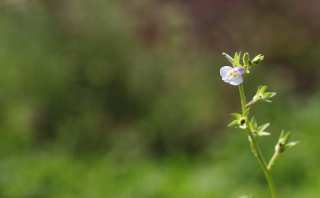 Mazus Japonicus Flowers Pictures