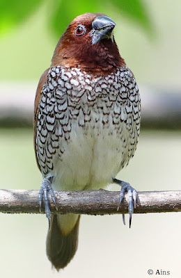 "Scaly-breasted Munia - Lonchura punctulata front shot sitting on a branch."