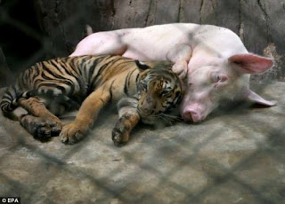 pig and tiger sleeping aside