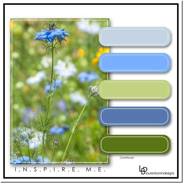 Cornflower