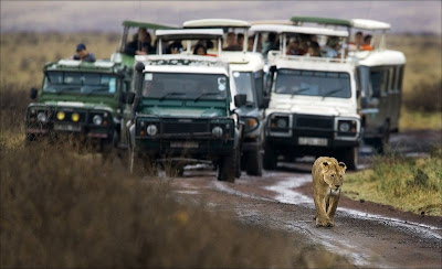 lion-followed-by-many-cars-in-jungle-safari