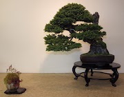 25+ Bonsai Stands, Untuk Mempercantik Ruangan
