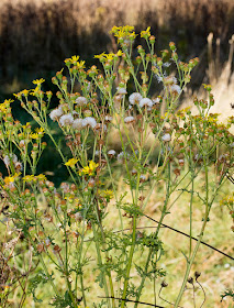 Ragwort, Senecio jacobaea, on the Hawkwood Estate, 30 August 2016