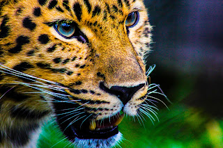 Did You Know These 10 Amazing Facts About Leopards?