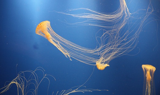 Jelly fish variants (I don't remember the name)
