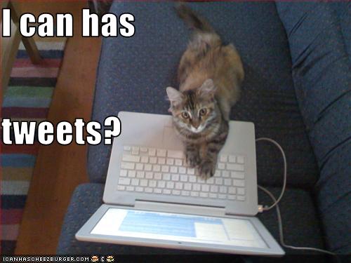 funny cat picture - funny cat pictures-lolcat-i-can-has-tweets