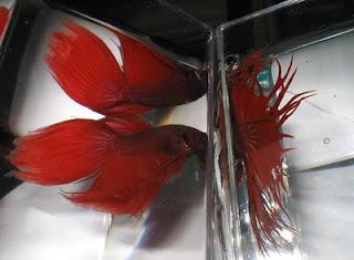 bettas