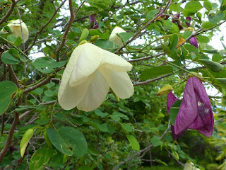 Bauhinie tomenteuse - Papier mouchoir - Arbre aux tulipes - Bauhinia tomentosa