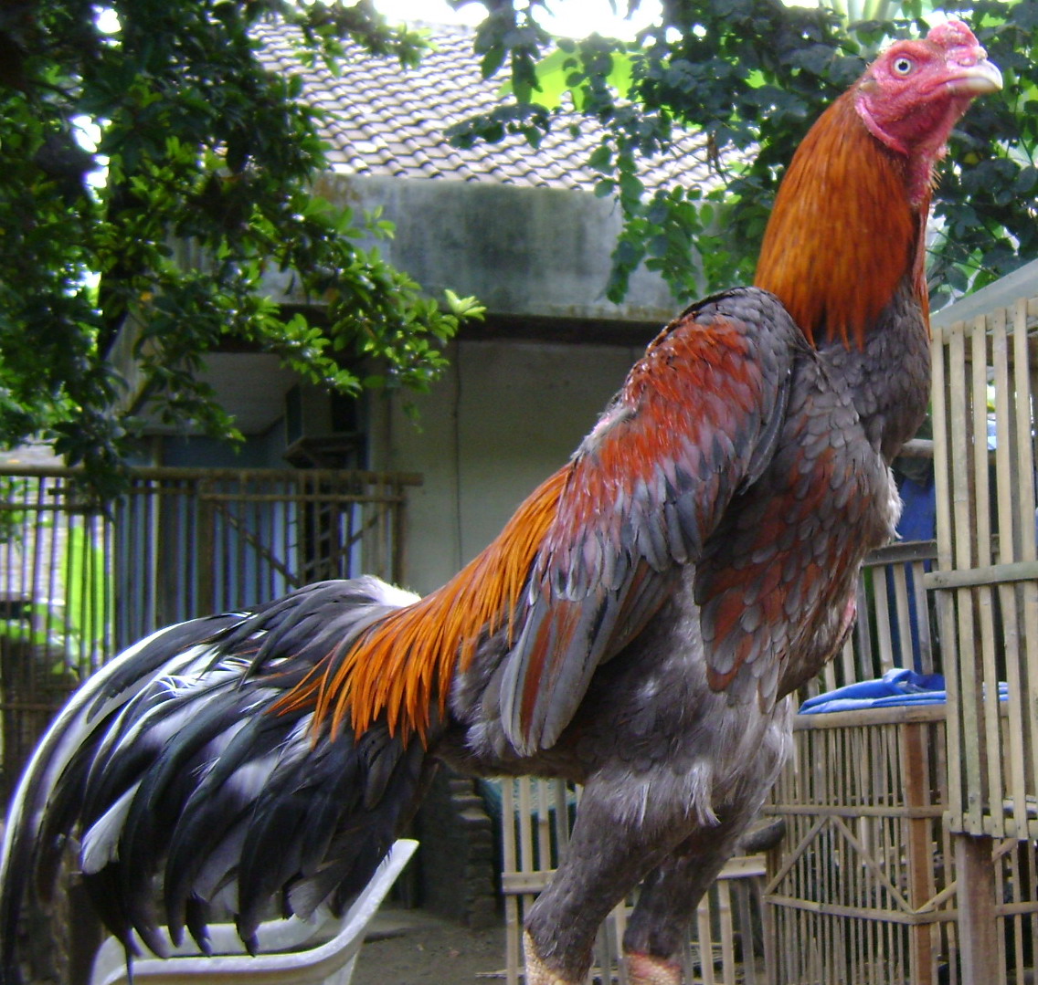  AYAM  JAGO JEJERAN