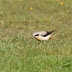 Distant Osprey and five warbler species