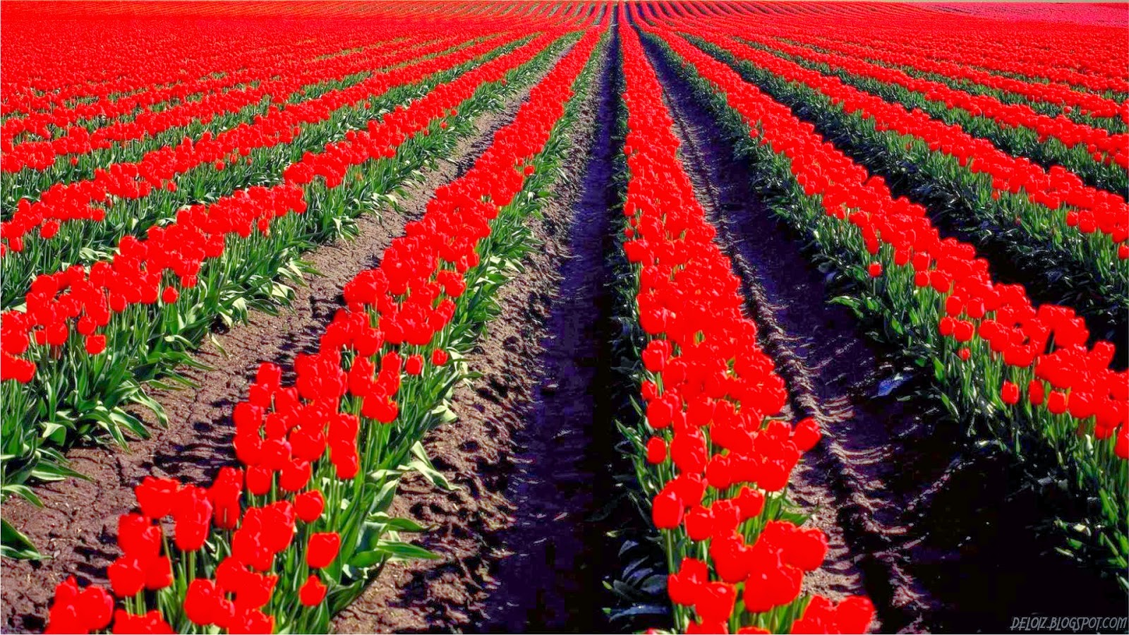 10 Wallpaper Bunga Tulip Merah | Deloiz Wallpaper