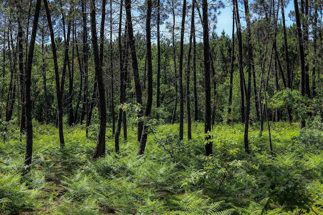 Ý tưởng rừng cây Tây Ban Nha cho Bois Du Portugal