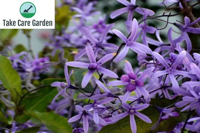 Descubra a história por trás da Viuvinha, a Flor-de-São-Miguel