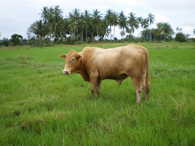 Mangsa Pedofilia Disuruh Lakukan Seks Dengan Lembu