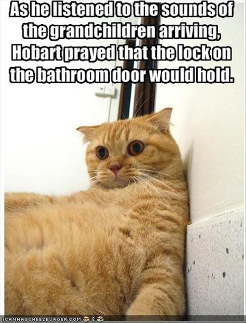 funny cat pictures 