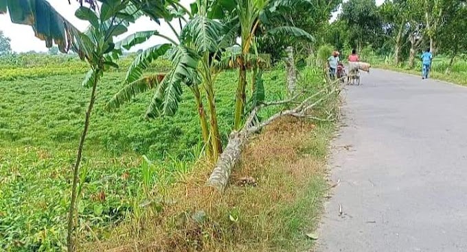 গাংনীর সড়কে গাছ ফেলে গণডাকাতি