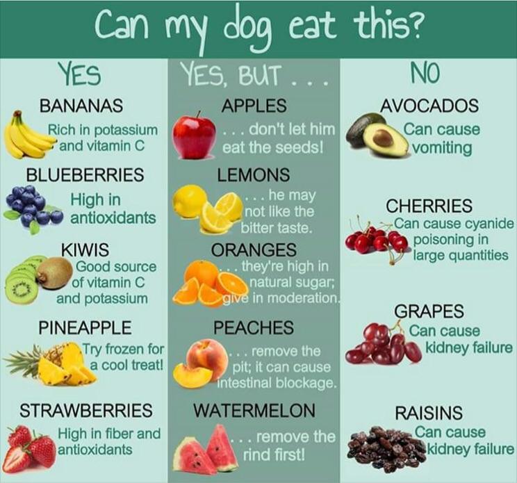 Fruits your dog can and can't eat