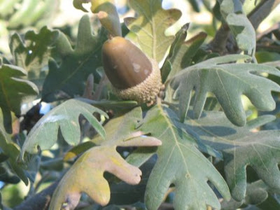 Quercus pyrenaica mature acorn