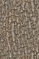 Seamless wood texture