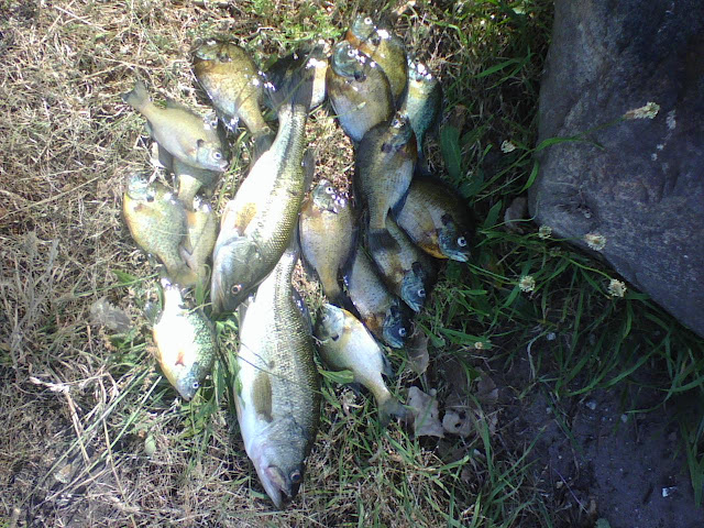 Skyevale Pond 14 and 16 Inch Bass with 7 to 8 Inch Bluegill