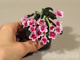 mini Sinningia "SimSim Hummingbird"