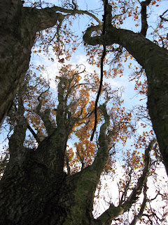 Ogród Botaniczny w Poznaniu