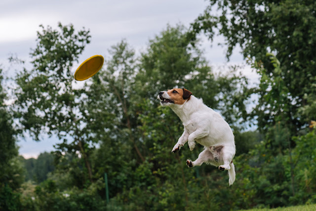 A Jack Russell Terrier leaps in the air after a frisbee, with trees in the background